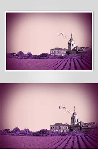紫色唯美鲜花薰衣草摄影图