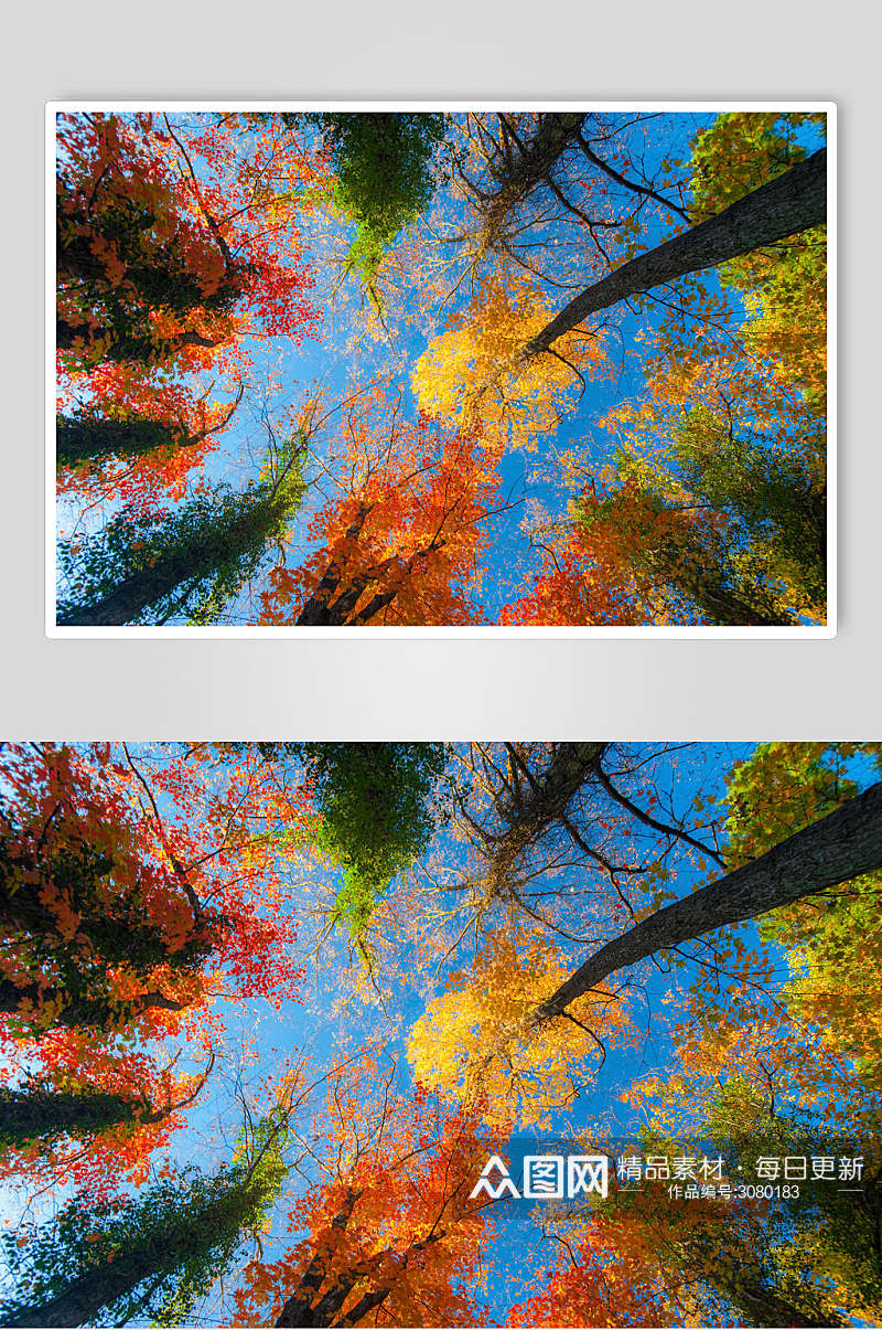 唯美红枫树林俯拍图片素材