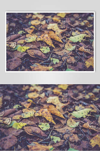 落叶自然风景摄影图片