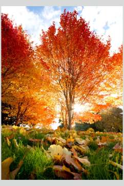 红枫林枫叶树风景图片