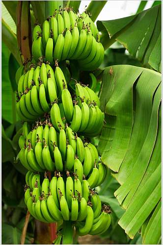 绿色香蕉蔬菜水果食物高清图片