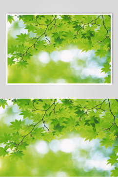 绿色树叶自然风光摄影图片 植物摄影图