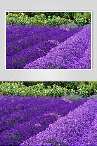 紫色时尚鲜花薰衣草摄影图