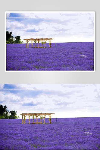 紫色花卉薰衣草摄影图