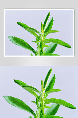 时尚绿色茶叶茶水摄影图