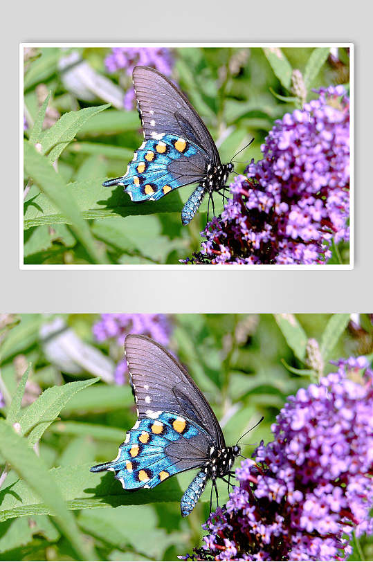 蝴蝶薰衣草摄影图