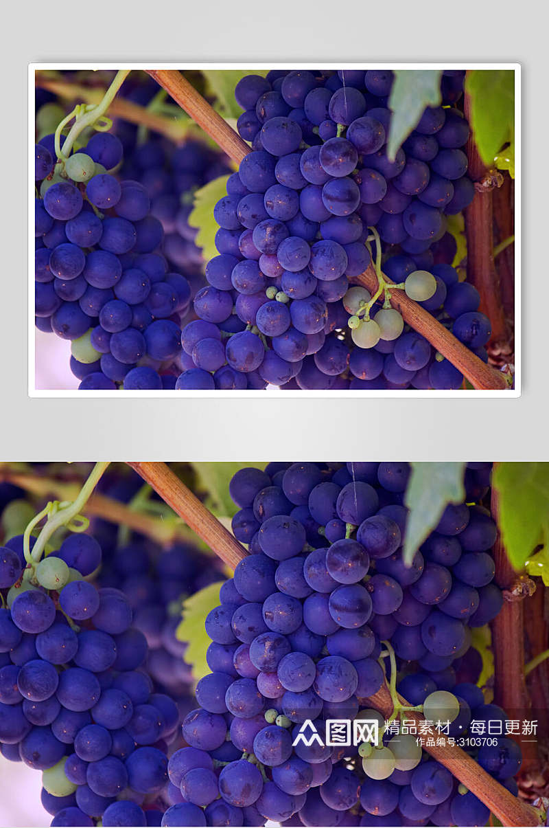 紫色葡萄摄影图素材