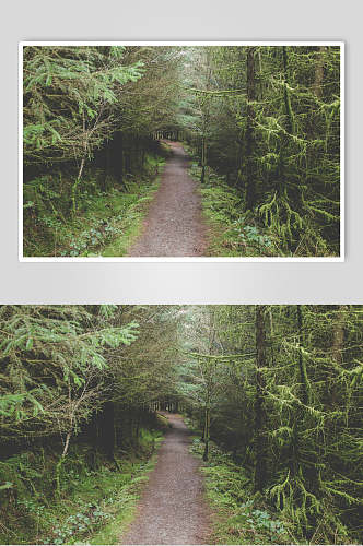 森系创意自然风景高清图片