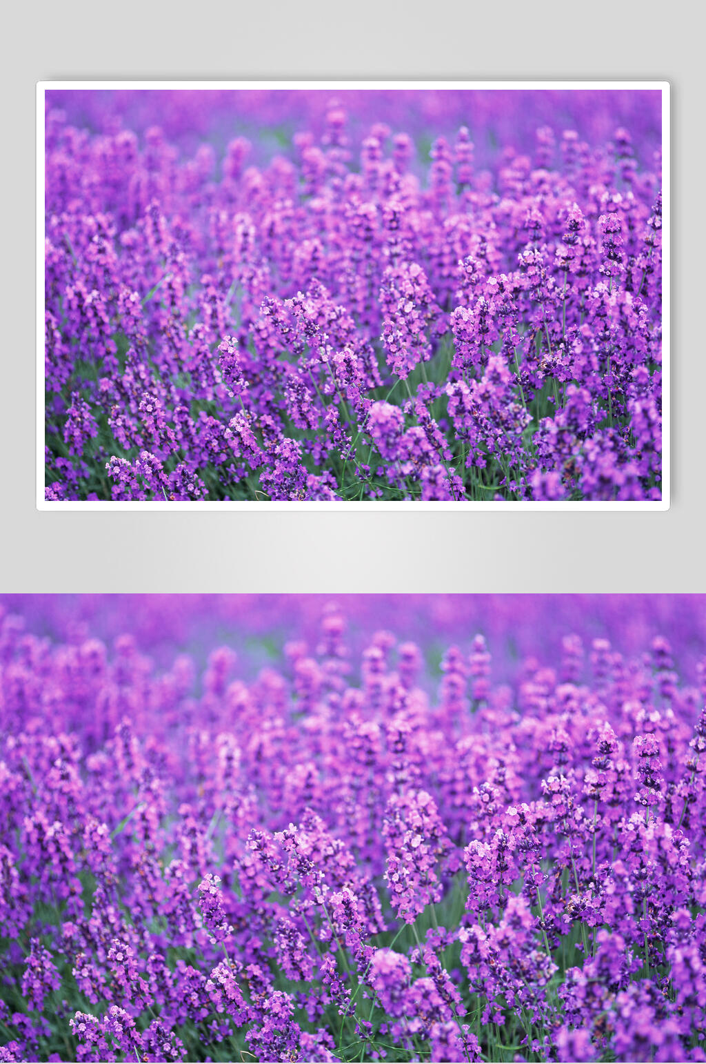 时尚鲜花薰衣草摄影图素材