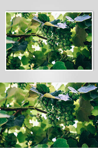 绿色水果葡萄摄影图