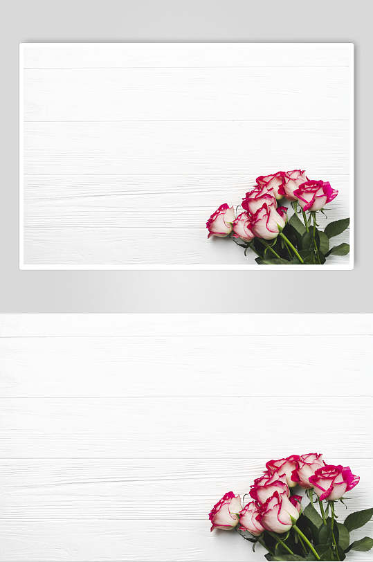 白色康乃馨花语花朵高清图片
