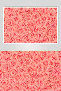粉色唯美花语花朵高清图片