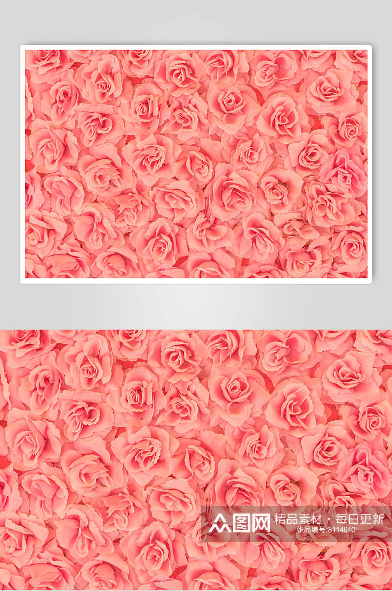 粉色唯美花语花朵高清图片素材