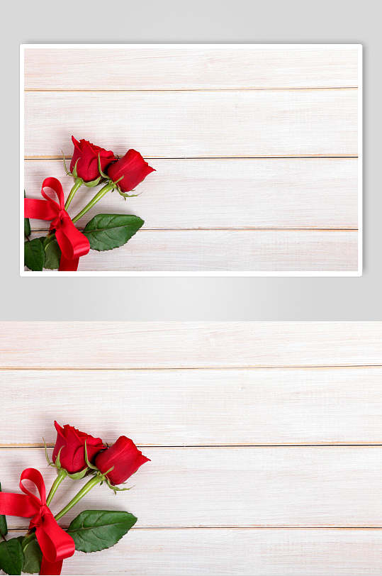 玫瑰花花语花朵高清摄影图片