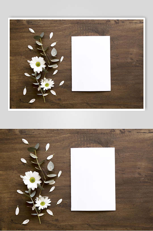 卡片植物花语花朵高清图片