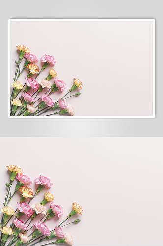 简约康乃馨花语花朵高清摄影图片