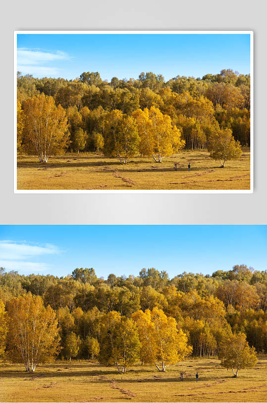 金秋树林乌兰布统风景图片