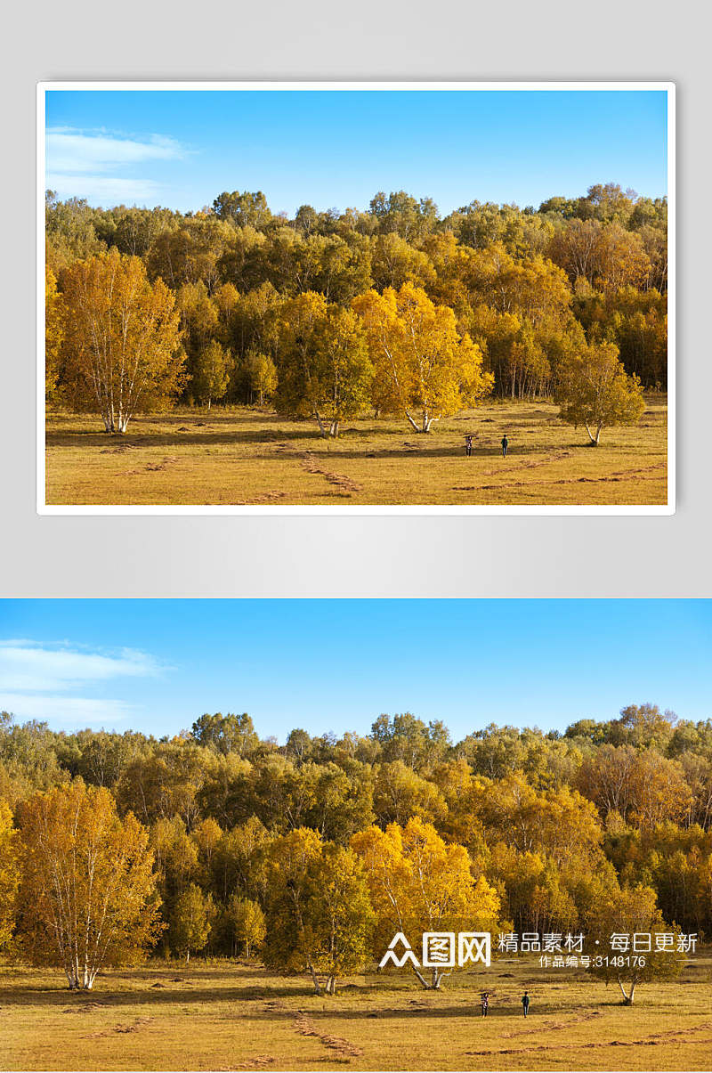金秋树林乌兰布统风景图片素材