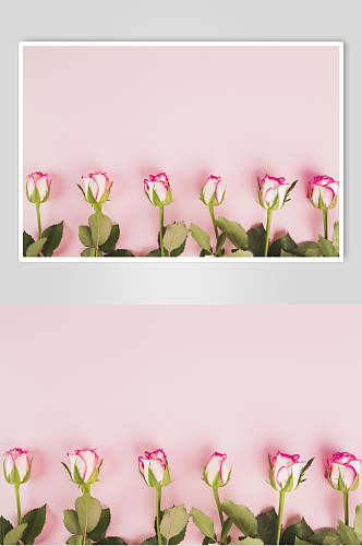 粉色时尚康乃馨花语花朵高清图片