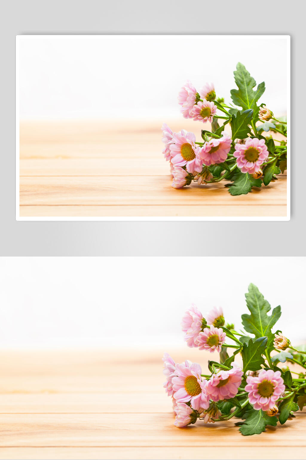 时尚鲜花花语花朵高清摄影图片素材