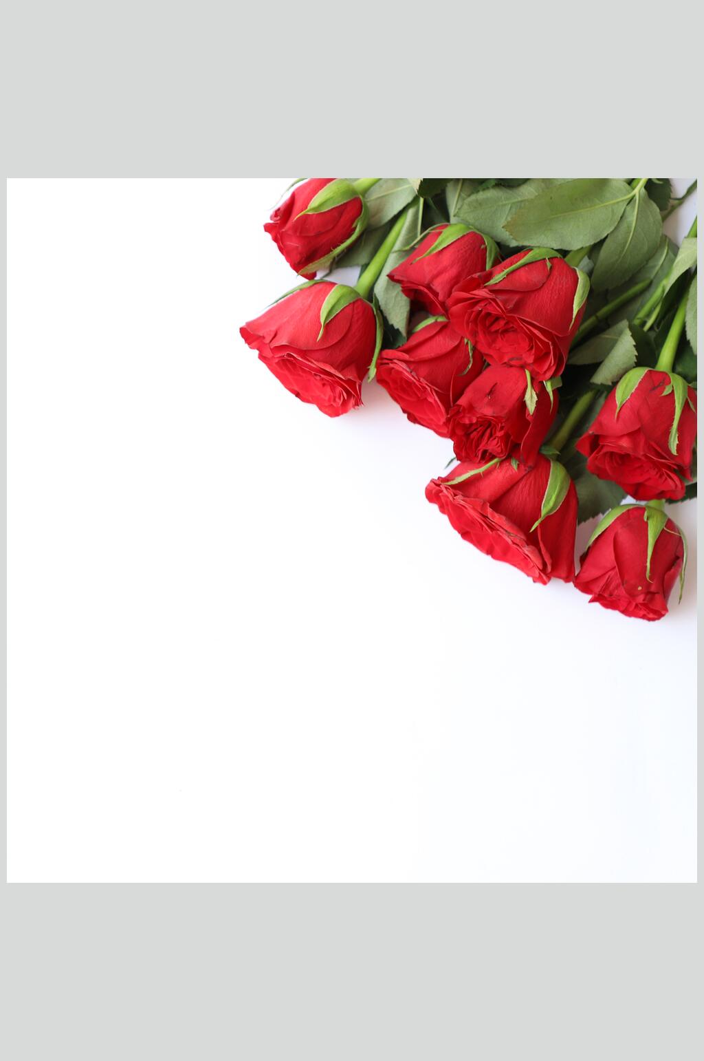白底玫瑰红花语花朵高清图片素材