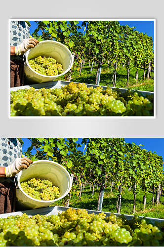绿色有机高清水果葡萄食品图片