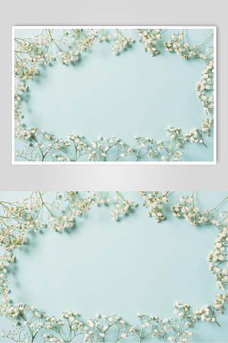 浅蓝色花语花朵高清摄影图片
