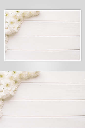 白色花语花朵高清图片