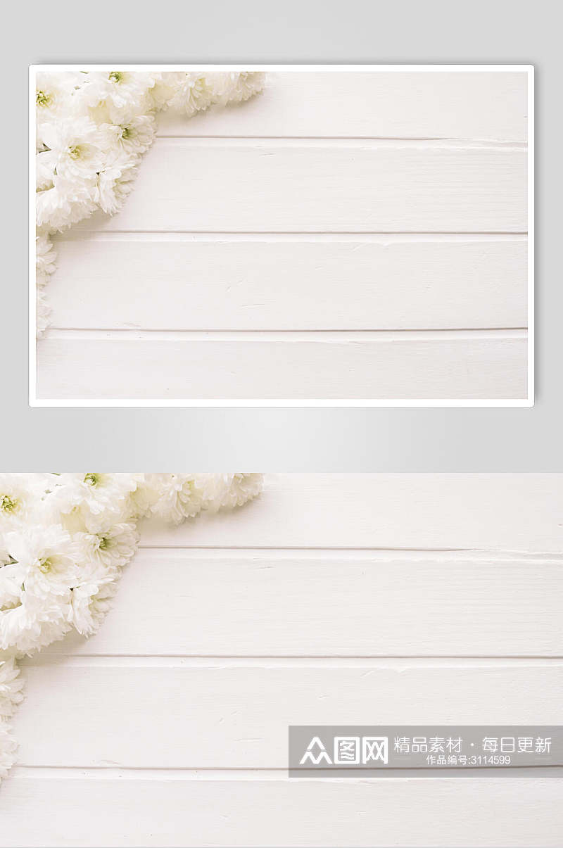 白色花语花朵高清图片素材