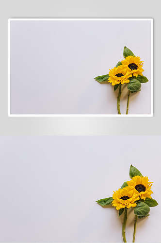 简约向日葵花语花朵高清摄影图片