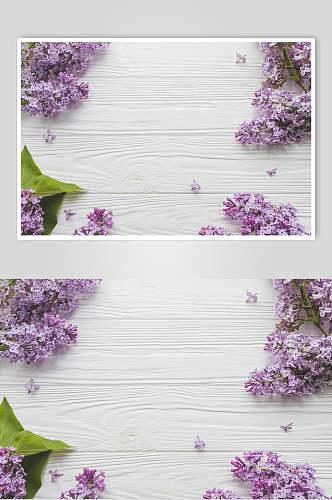 紫色薰衣草花语花朵高清摄影图片