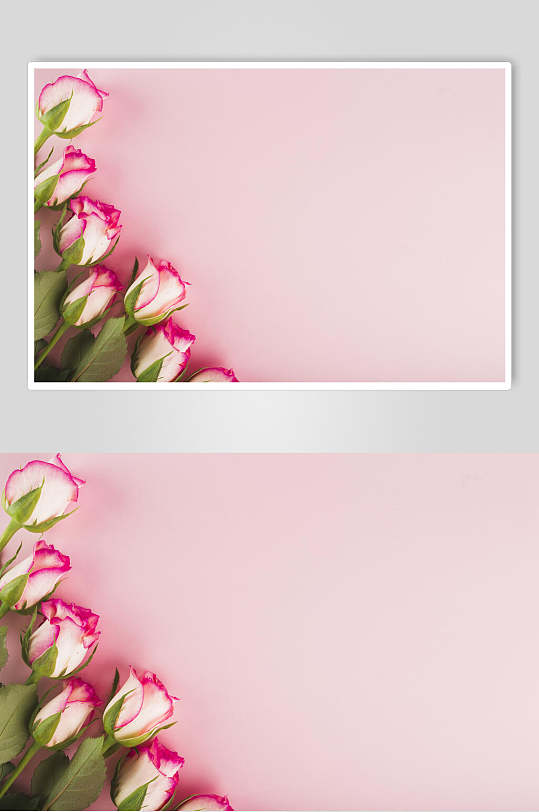粉色背景花语花朵高清图片