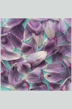 紫色花瓣花语花朵高清图片