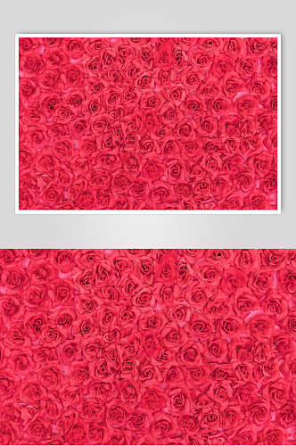 红色玫瑰花花语花朵高清摄影图片