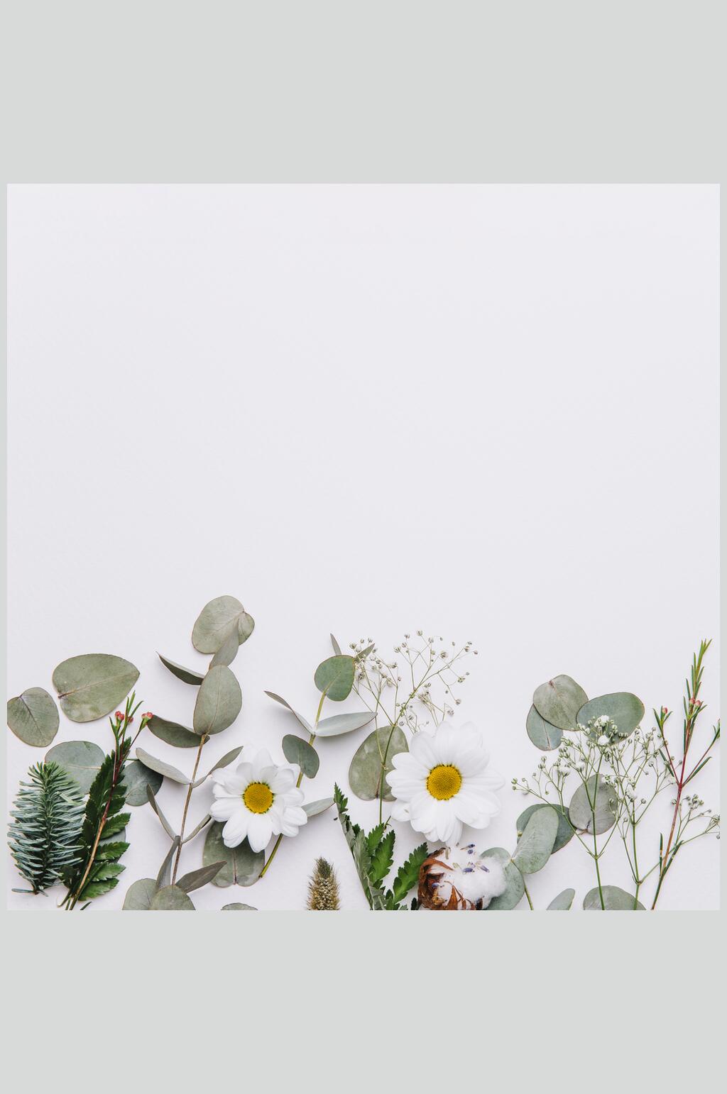 白色花卉鲜花花语花朵高清摄影图片素材
