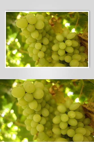 绿色高清有机水果葡萄食物图片