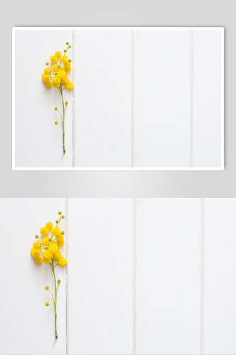 白色花语花朵高清摄影图片