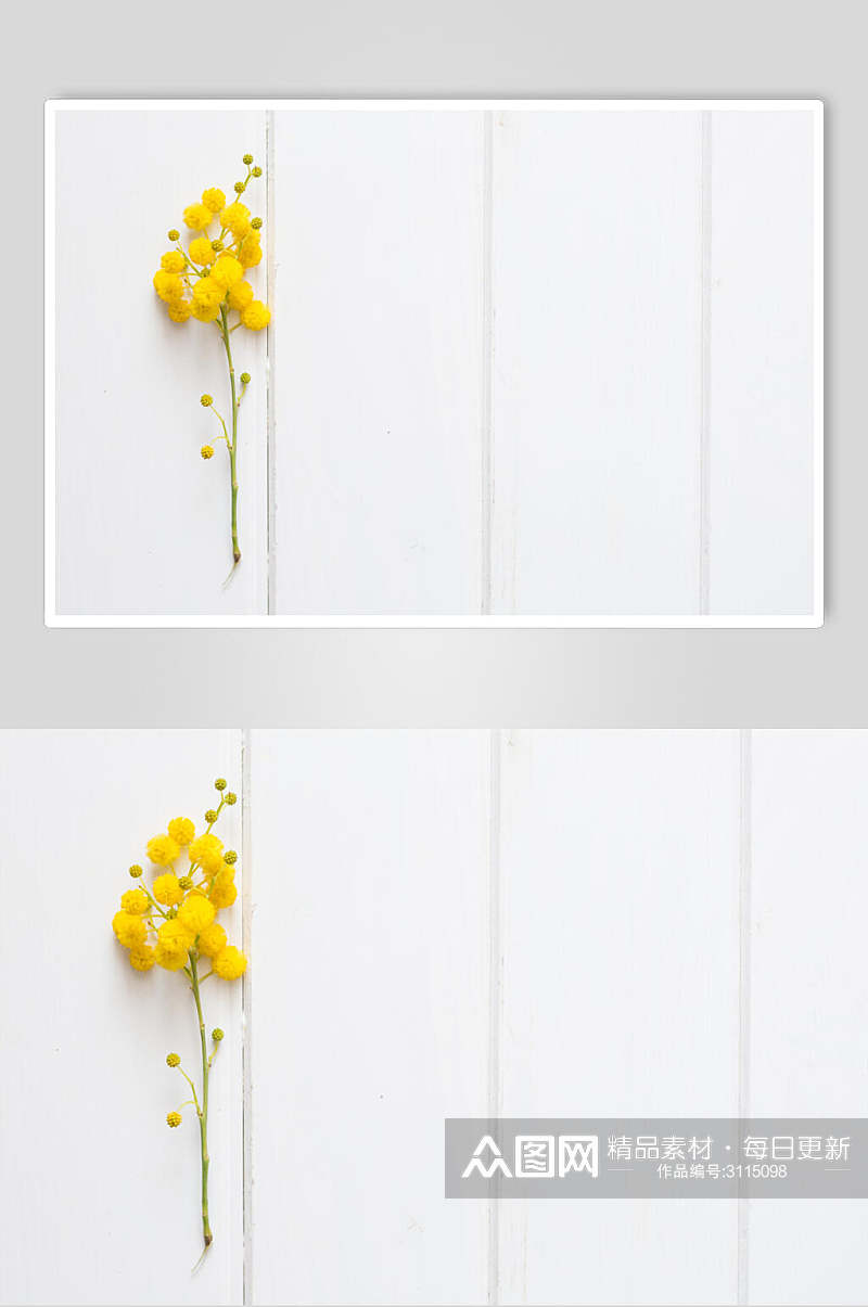 白色花语花朵高清摄影图片素材