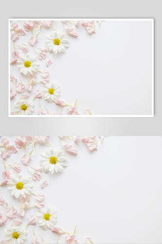 白色雏菊花语花朵高清图片