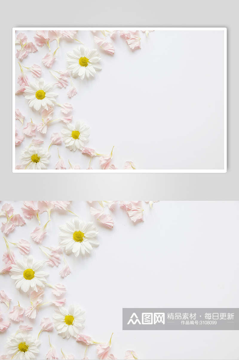 白色雏菊花语花朵高清图片素材