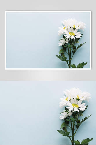 简约浅蓝色花语花朵高清图片
