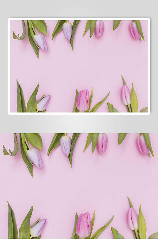 中式郁金香花语花朵高清图片