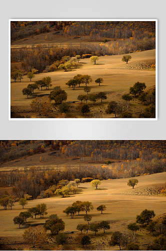 树林乌兰布统风景图片