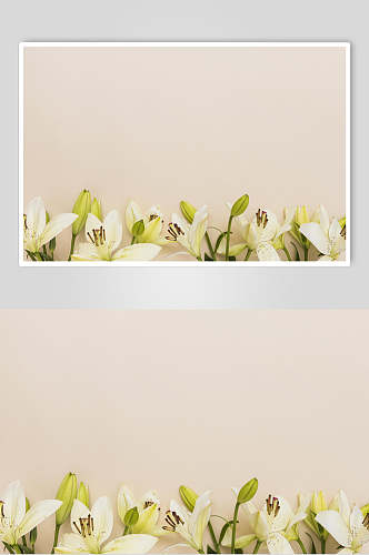 清新白色时尚花语花朵高清图片
