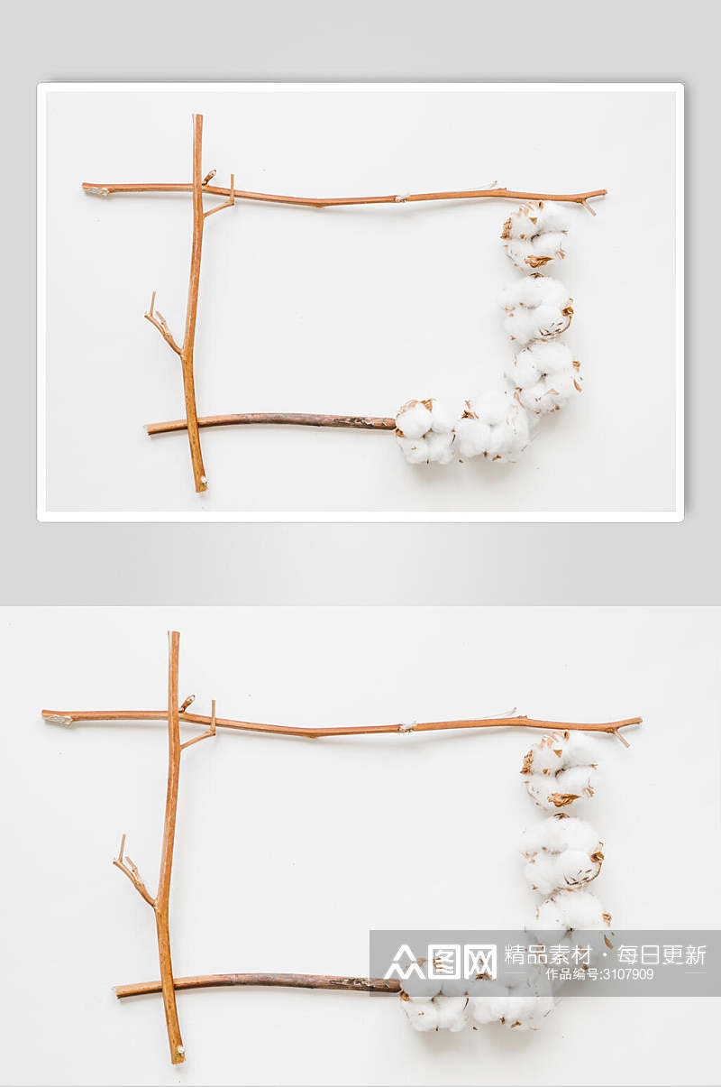 白色棉花花语花朵高清图片素材