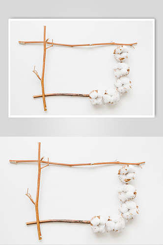白色棉花花语花朵高清图片