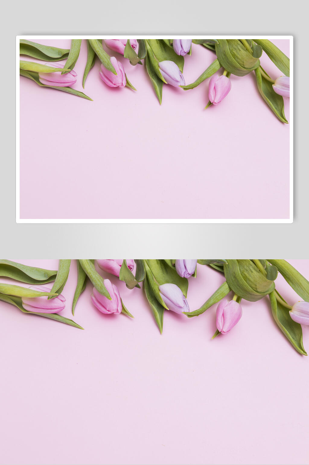 紫色郁金香花语花朵高清图片素材