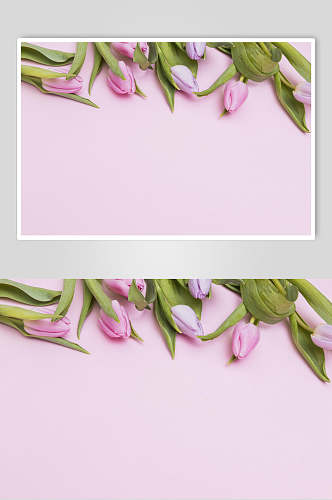 紫色郁金香花语花朵高清图片