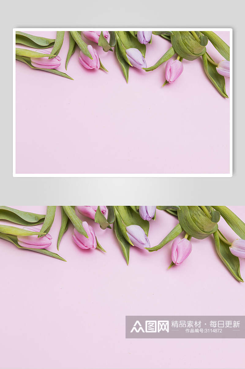 紫色郁金香花语花朵高清图片素材