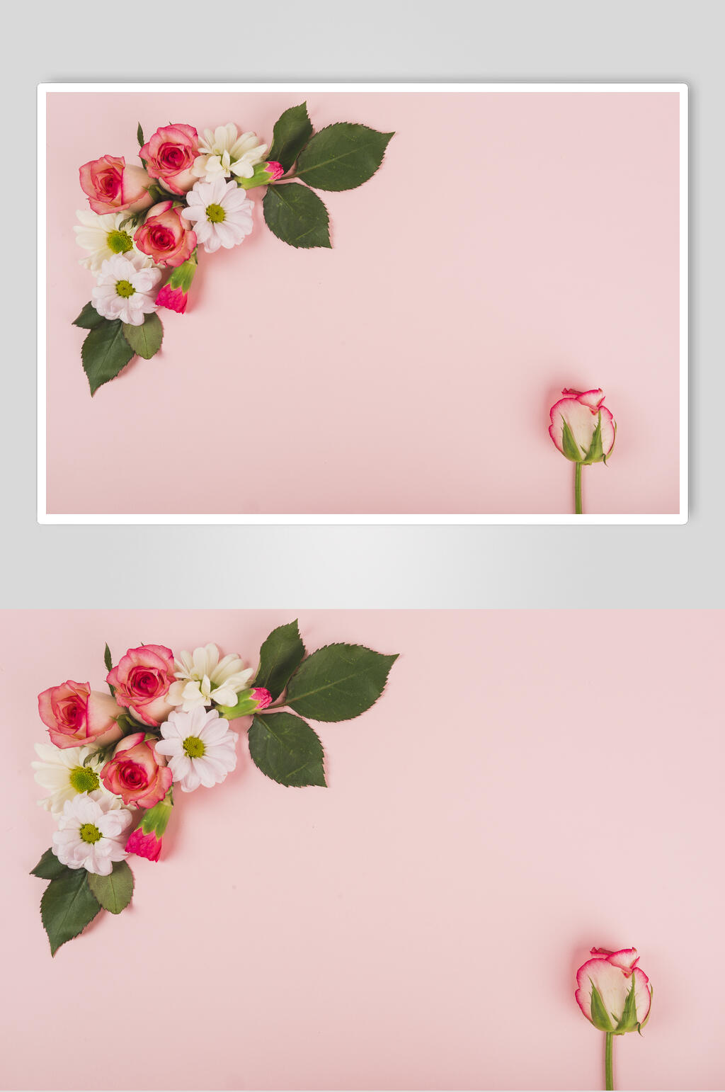 时尚粉色鲜花花语花朵高清图片素材